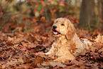 Goldendoodle im Herbst