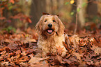 Goldendoodle im Herbst