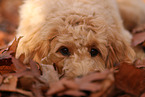 Goldendoodle im Herbst