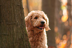 Goldendoodle im Herbst