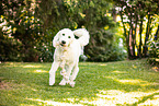 Goldendoodle