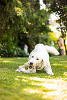 Goldendoodle