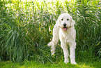 Goldendoodle