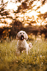 Goldendoodle