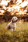 Goldendoodle