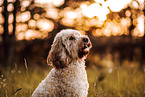 Goldendoodle