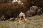 Goldendoodle