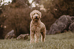 Goldendoodle