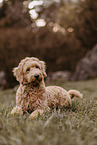 Goldendoodle