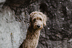 Goldendoodle