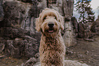 Goldendoodle