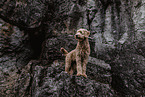 Goldendoodle
