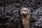 Goldendoodle