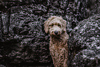 Goldendoodle