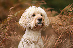 Goldendoodle