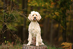 Goldendoodle