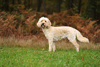 Goldendoodle