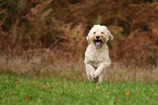 Goldendoodle