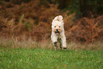 Goldendoodle