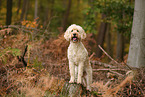 Goldendoodle