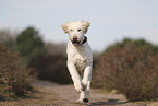 Goldendoodle