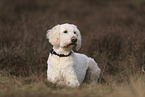 Goldendoodle
