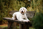 Goldendoodle