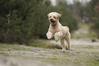 Goldendoodle