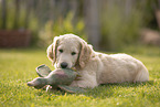 Goldendoodle Welpe