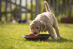 Goldendoodle Welpe