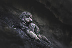 Goldendoodle