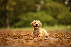 Goldendoodle Welpe