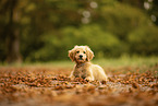 Goldendoodle Welpe