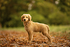Goldendoodle Welpe