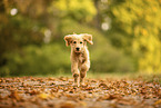Goldendoodle Welpe