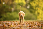Goldendoodle Welpe