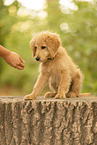Goldendoodle Welpe