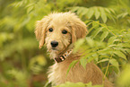 Goldendoodle Welpe