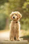 Goldendoodle Welpe