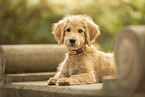 Goldendoodle Welpe