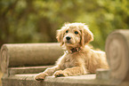 Goldendoodle Welpe