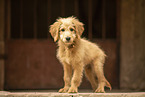Goldendoodle Welpe