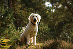 Goldendoodle