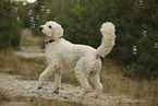 Goldendoodle