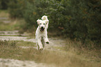 Goldendoodle