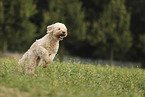 Goldendoodle