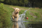 Goldendoodle