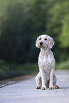 Goldendoodle