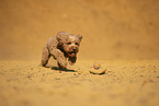 Goldendoodle