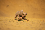 Goldendoodle